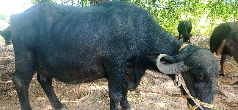 2 જુ વેતર વ્યસે