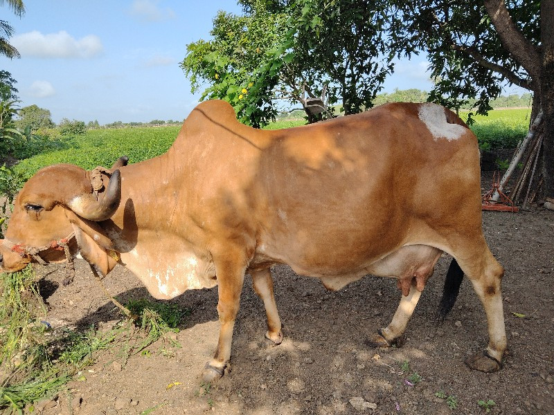 ગીર ગાય વેચવાની...