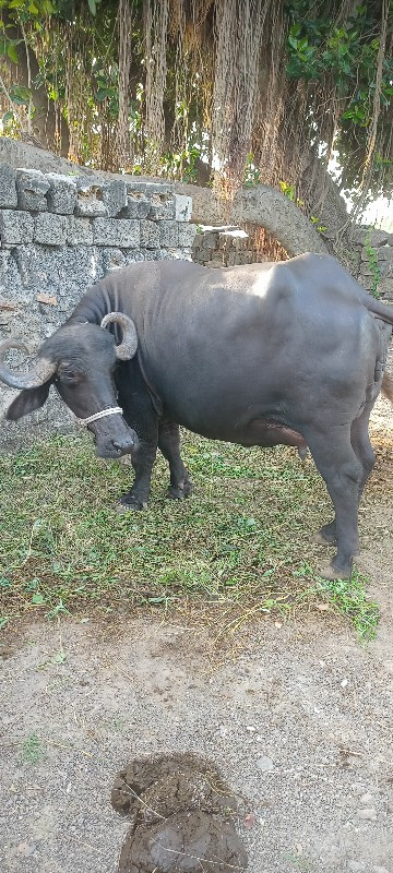 આ નંબર માં ફોન...