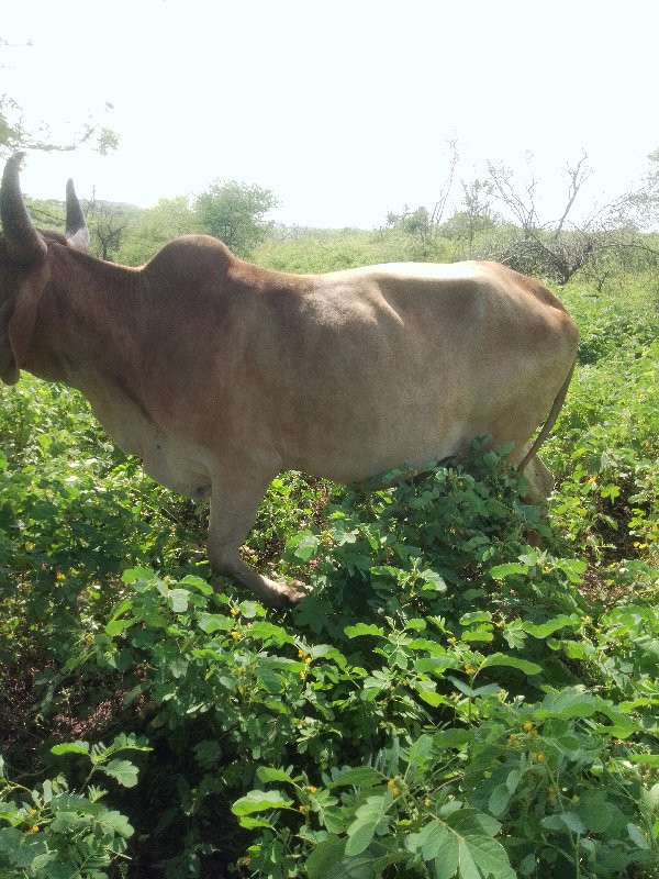 ગાય વેચવાની