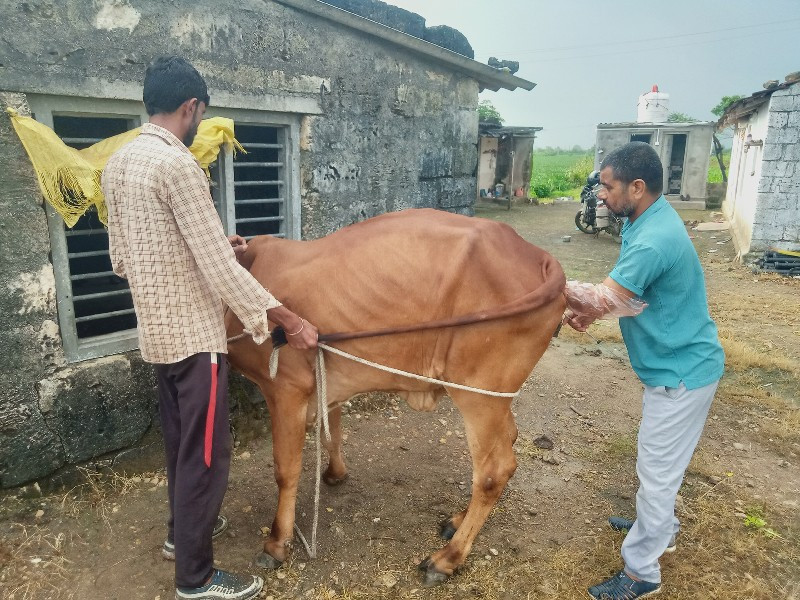 ગીર હોડકી વેચવા...