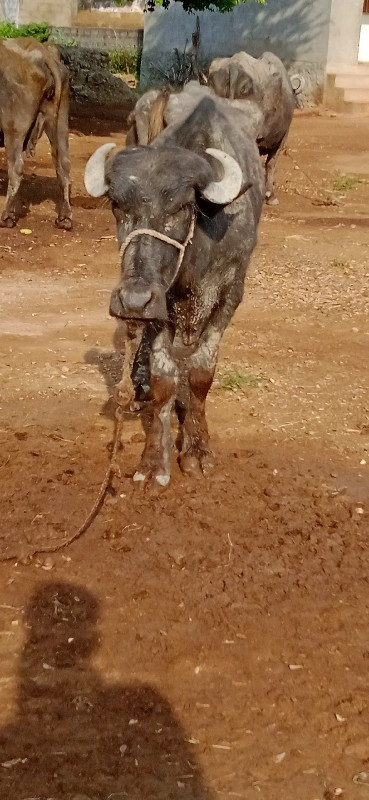 ખડેલુ