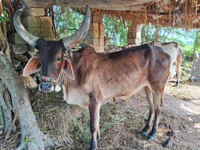 બળદ વેચવાના છે