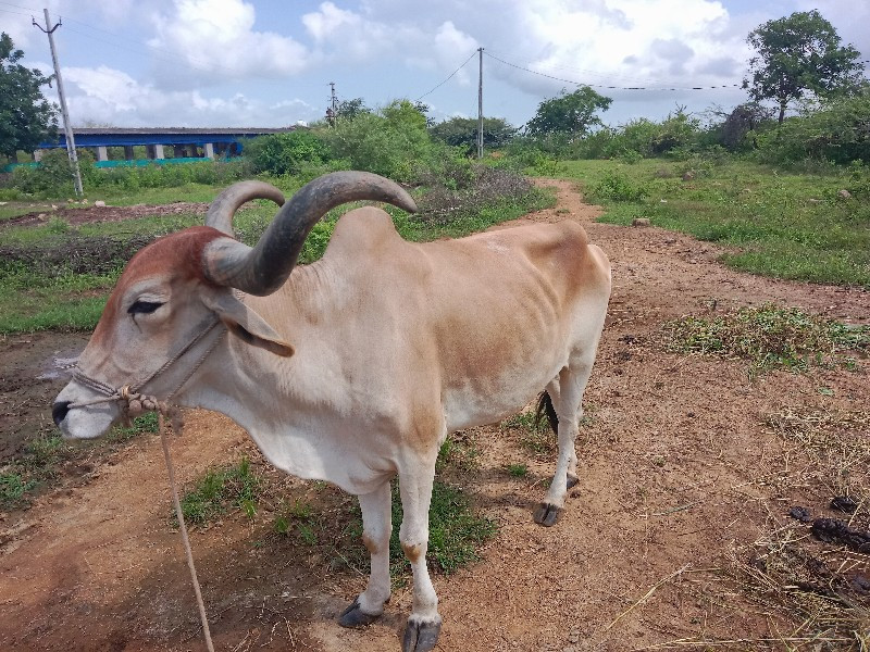 બળદ વેચવાના છે.