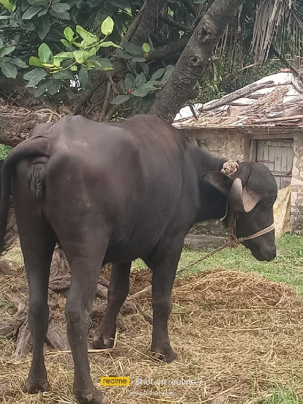 ખડેલુ વેચવાનું...