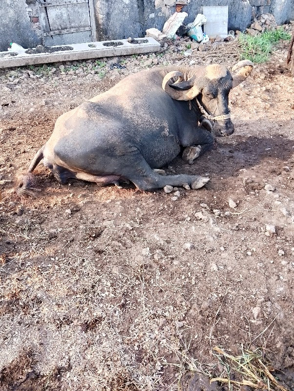 ભેંસ વેચવાની છે...