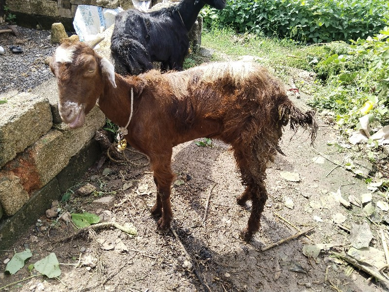 deshi bakri