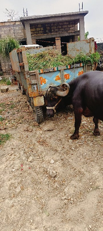 ભેંશ વેશવાની છે