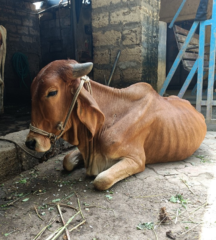 ગાભીન નથી