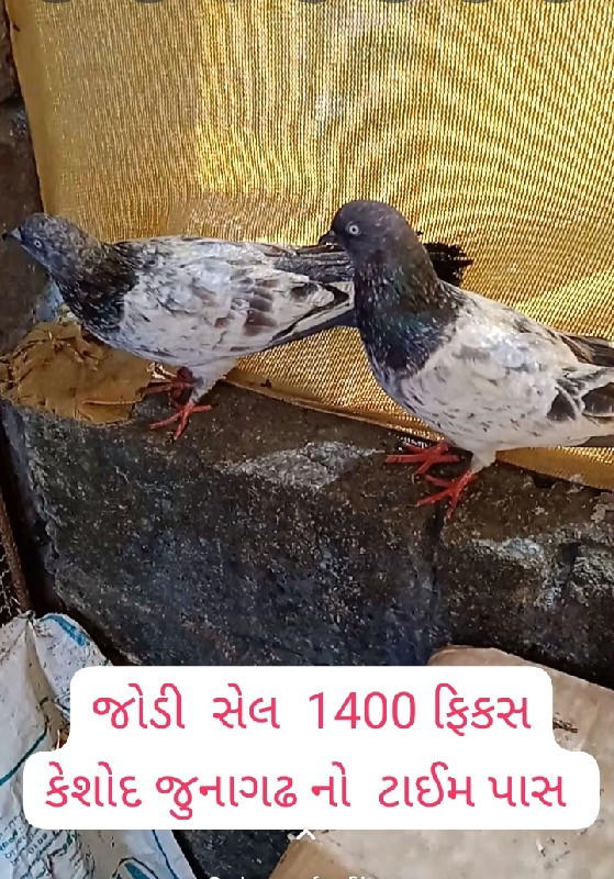 5 કબુતર વેચવાના...