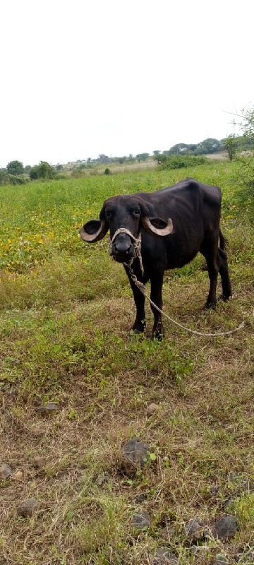 વેચવાનુછે