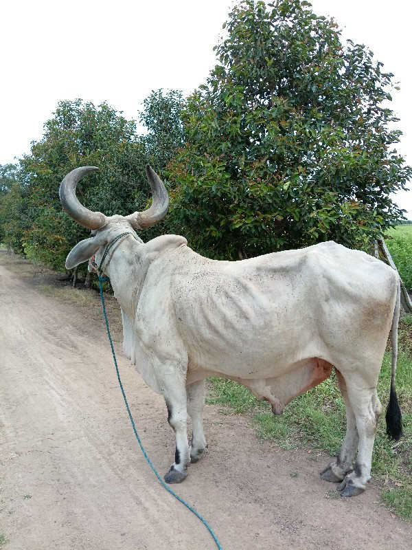 બળદ વેચવાનો છે