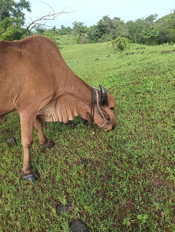 ગીરગાય