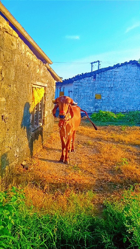 ગીર હોડકી વેચવા...