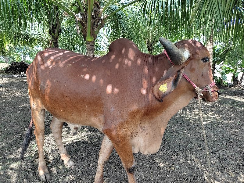 બળદ વેંચવા ના છ...