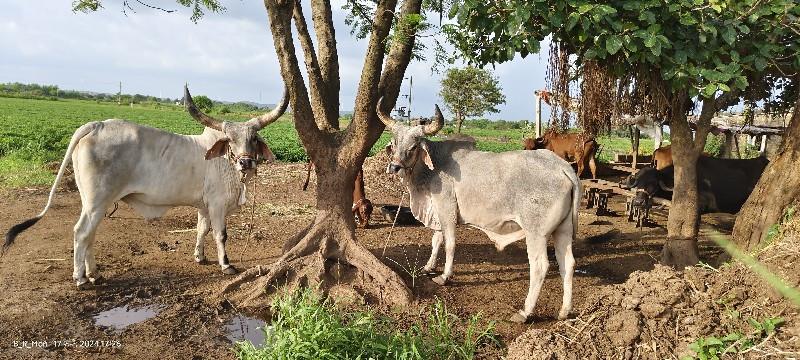 બળદ વેચવાના છે