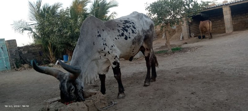 બળદ વેચવાનો છે