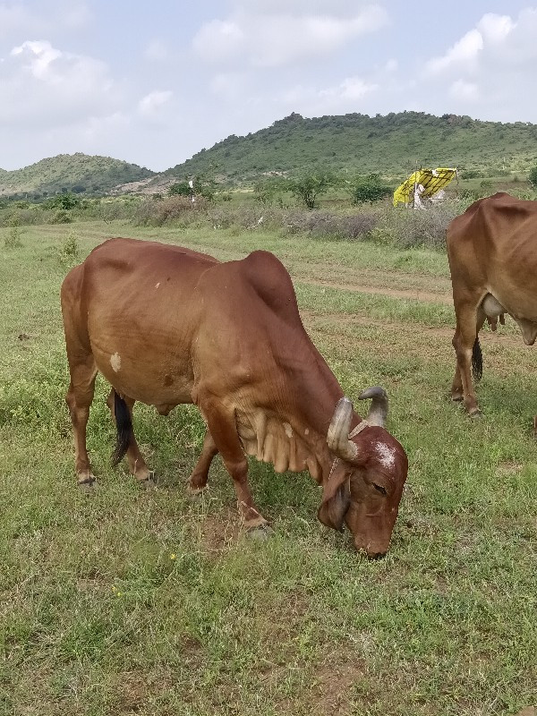 ગીર ગાય વેચવાની...