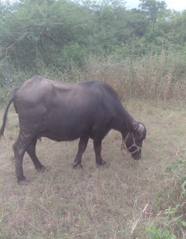 ભેશ વેચવાની છે