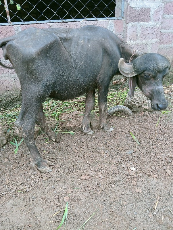 ખળેલા