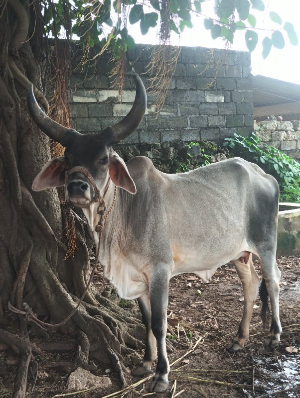 મફત દેવાના