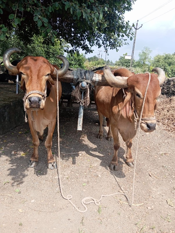 બળદ વેચવાના છે