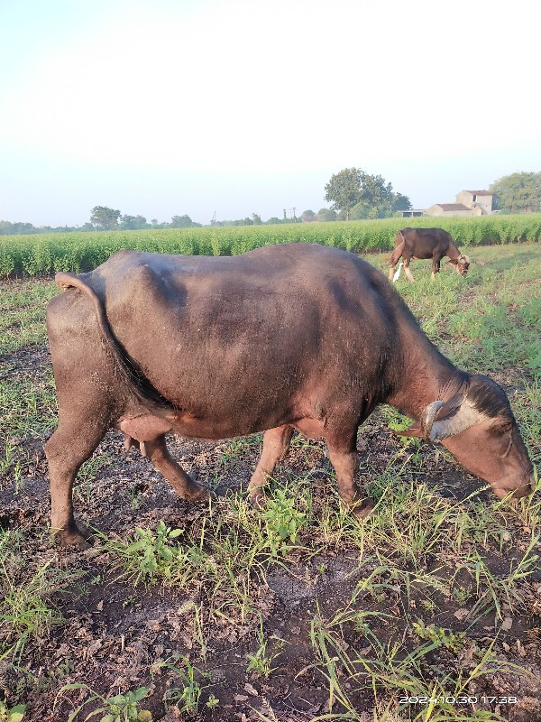 ભેંસ વેસવા ની સ...