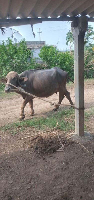 ભેસ વેચવાની છે