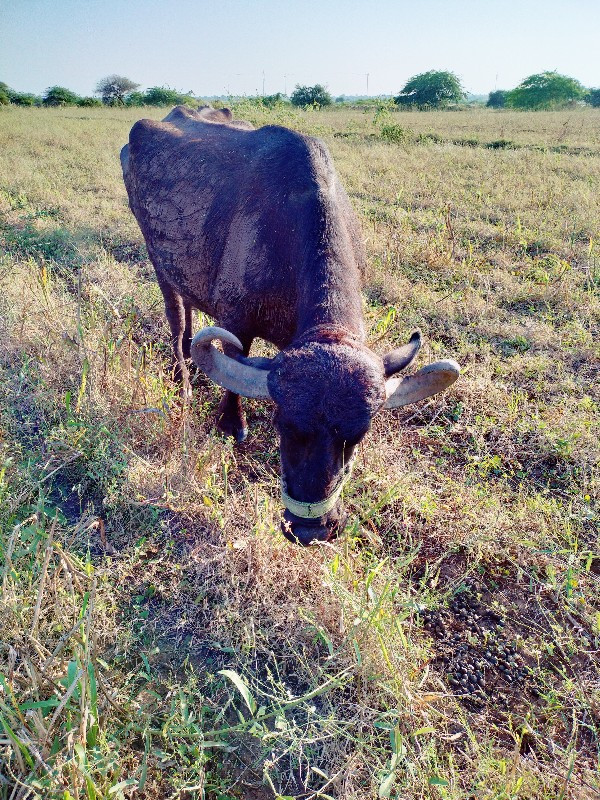 bhesh vechvani...