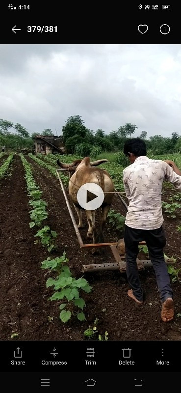 બળદ વેચવાનો છે