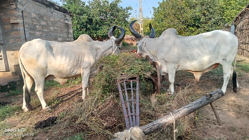 બળદ વેચવાના છે