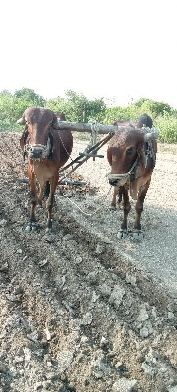 વેચવા ના છે