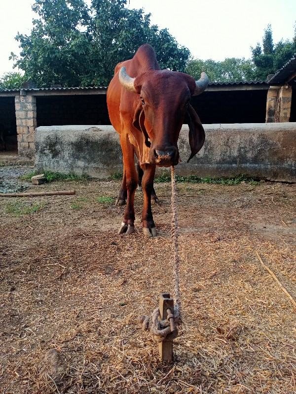 હોળકી દેવાની છે