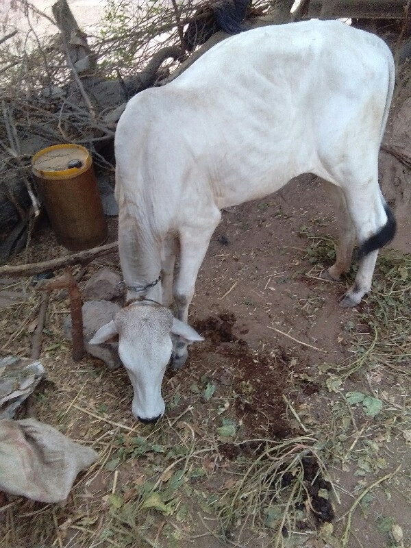 દેશી વાછરડી વેચ...