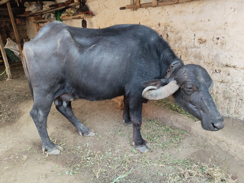 ભેંશ વેચવાની છે