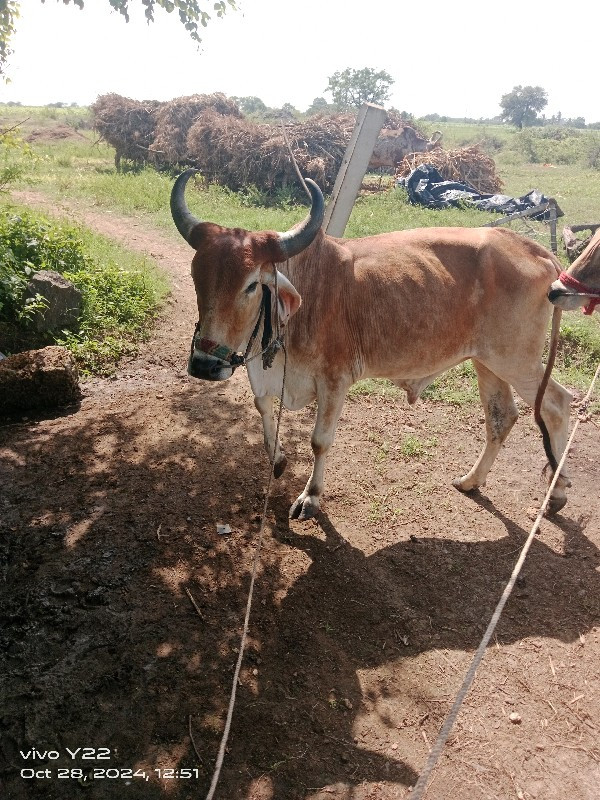 ગોઢલો વેચવા નું...