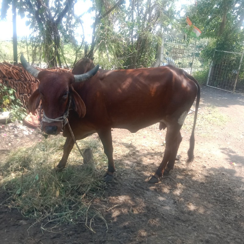 આ ગાય વેચવાની સ...