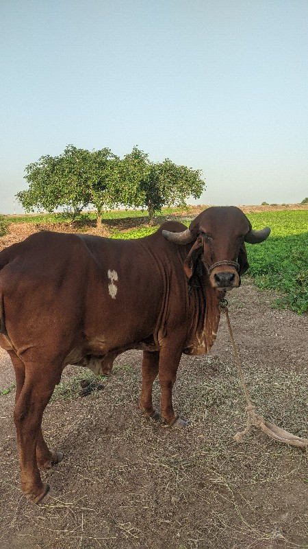 ગીર ગાય વેચવા ન...