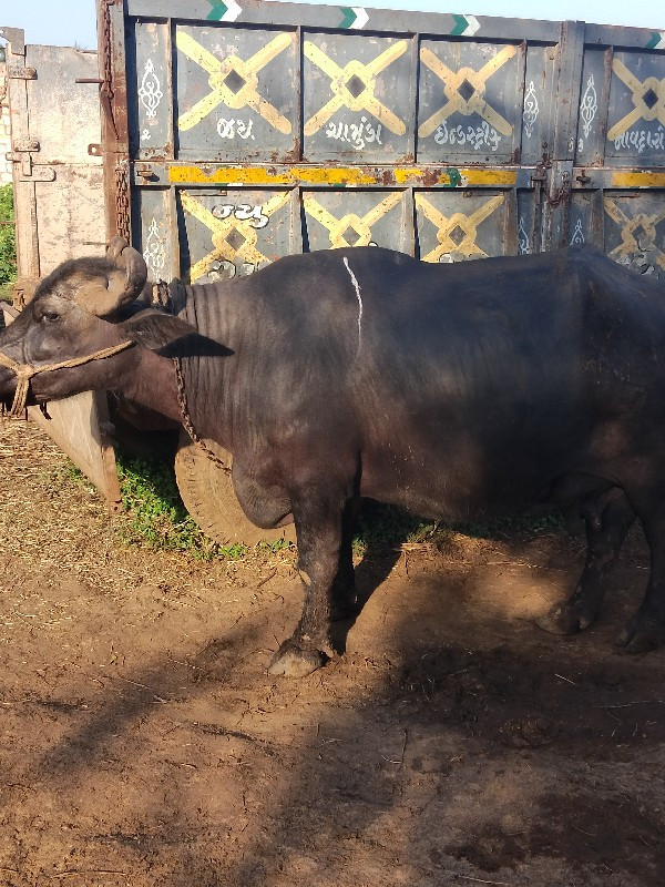 આ ભેંસ વેચવાની...