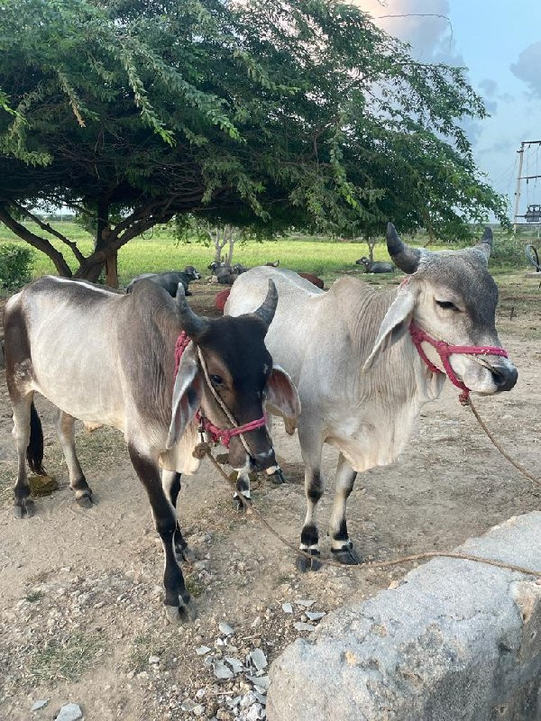 ગોધલા વેચવાનાં...