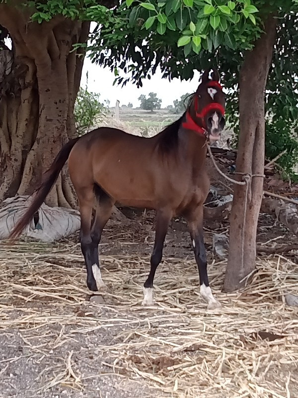 વેચવાની છે