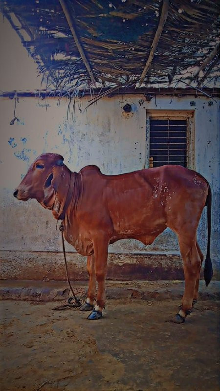 વાસડી વેચવાની છ...