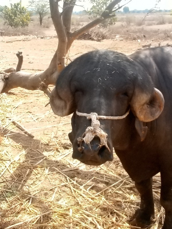 પાડોવેસવાનોસે