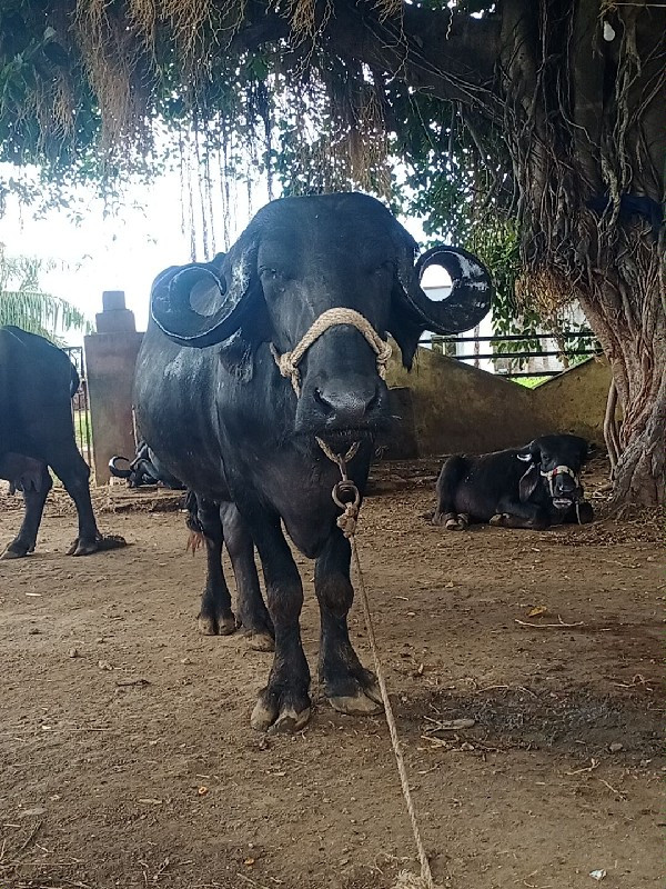 ખડેલીવેસવાનીસે