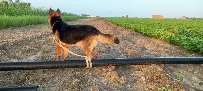 ગામ મોઢવાડા