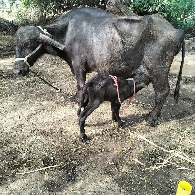 ભેંસ વેચવાની છે