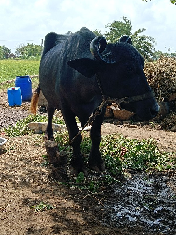 ભેંશ વેચવાની છે