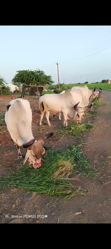 મારવા બેસવાની મ...