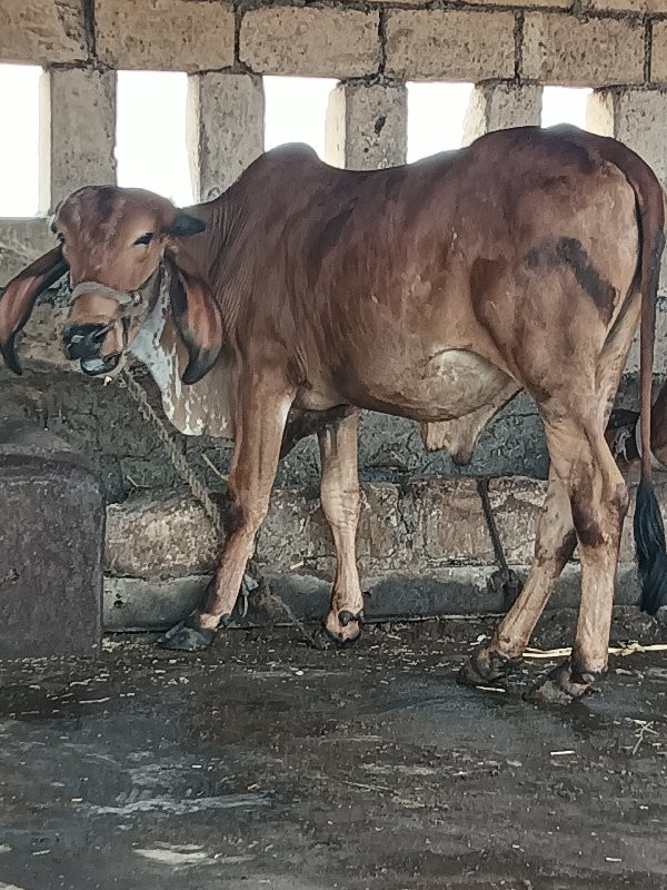 આ ગોધલો વેચવાનો...