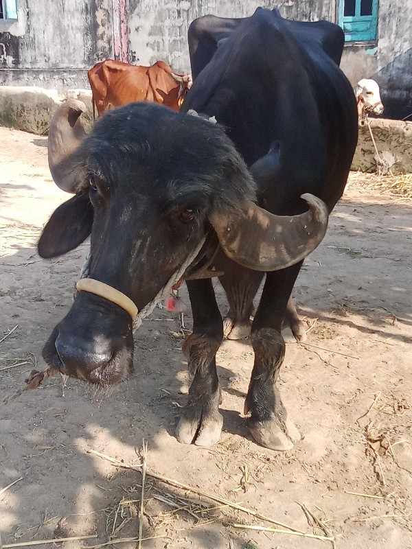 પેલા વેતરી  ‌એક...